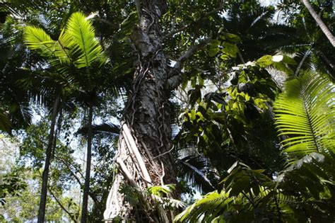 構樹英文|構樹 (台灣博物館都市綠地生態監測) iNaturalist